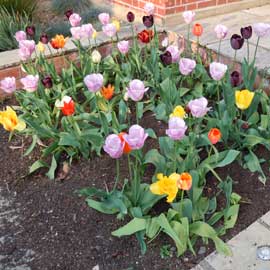 tulip bed